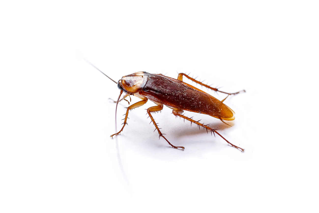 1879, 1879, The side view cockroach Thailand isolated on white background, copy space., iStock-1055170456.jpg, 181396, https://essentialys.com/wp-content/uploads/2021/02/iStock-1055170456.jpg, https://essentialys.com/lutte-prevention-insectes/le-cafard-ou-blatte/the-side-view-cockroach-thailand-isolated-on-white-background-copy-space/, , 6, , The side view cockroach Thailand isolated on white background, copy space., the-side-view-cockroach-thailand-isolated-on-white-background-copy-space, inherit, 1878, 2021-02-22 09:24:31, 2021-02-22 09:24:31, 0, image/jpeg, image, jpeg, https://essentialys.com/wp-includes/images/media/default.png, 1254, 836, Array