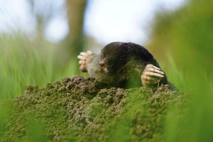 1758, 1758, Mole peaking from molehill 1/2, iStock-1165689977.jpg, 213755, https://essentialys.com/wp-content/uploads/2021/02/iStock-1165689977.jpg, https://essentialys.com/lutte-prevention-rongeurs/mole-peaking-from-molehill-1-2/, , 6, , Cute little mole peaking from molehill close up image of little nose and big hands. Cute little mole peaking from molehill close up image of little nose and big hands. Closeup with sharp details and soft focus. Grass moving in the wind makes a nice framing., mole-peaking-from-molehill-1-2, inherit, 1589, 2021-02-18 14:14:40, 2021-02-18 14:14:40, 0, image/jpeg, image, jpeg, https://essentialys.com/wp-includes/images/media/default.png, 724, 483, Array