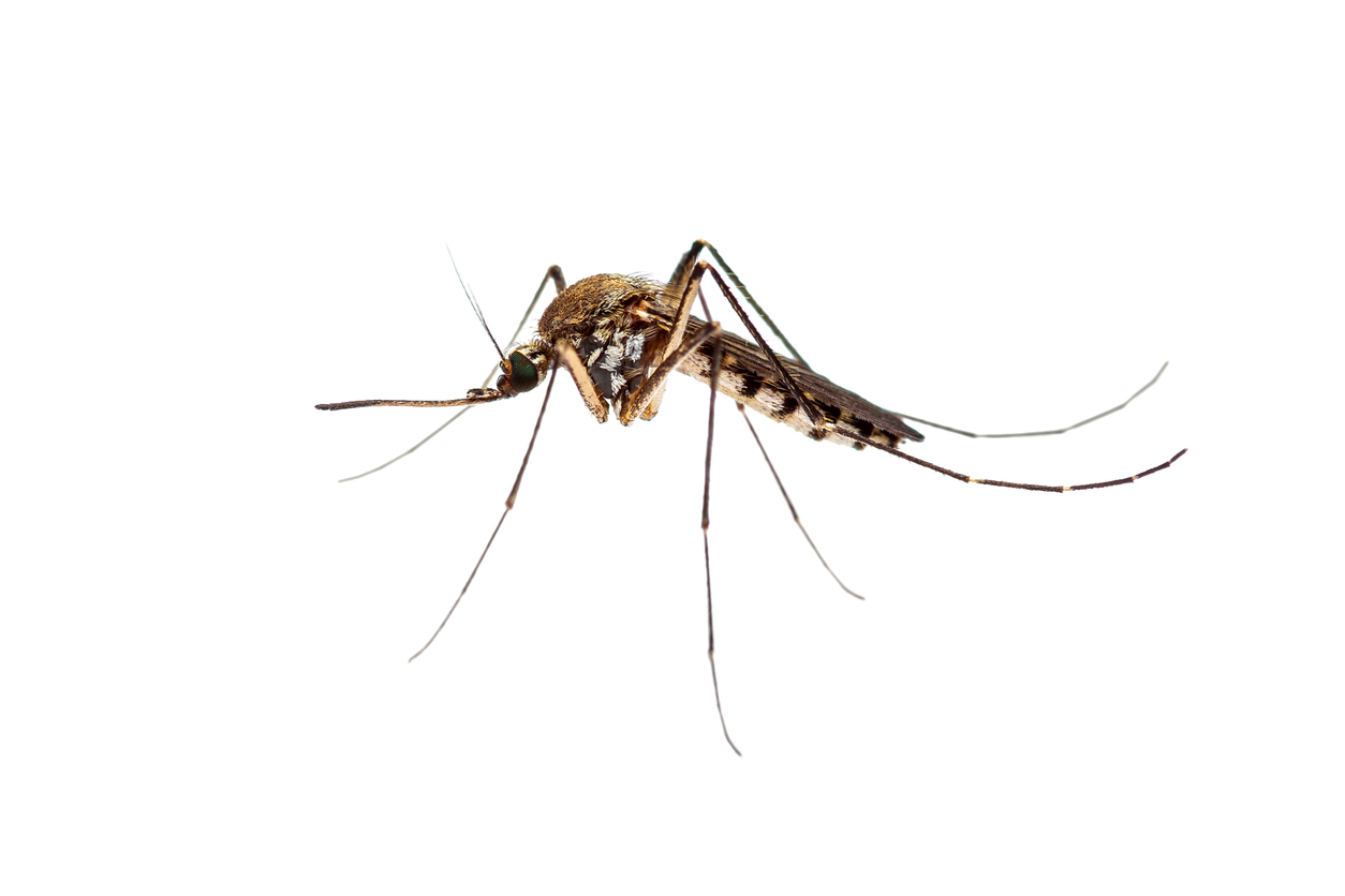 1869, 1869, Encephalitis, Yellow Fever, Malaria Disease or Zika Virus Infected Culex Mosquito Parasite Insect Macro Isolated on White Background, iStock-1173702873.jpg, 127017, https://essentialys.com/wp-content/uploads/2021/02/iStock-1173702873.jpg, https://essentialys.com/lutte-prevention-insectes/le-moustique/encephalitis-yellow-fever-malaria-disease-or-zika-virus-infected-culex-mosquito-parasite-insect-macro-isolated-on-white-background/, , 6, , Encephalitis, Yellow Fever, Malaria Disease or Zika Virus Infected Culex Mosquito Parasite Insect Macro Isolated on White Background, encephalitis-yellow-fever-malaria-disease-or-zika-virus-infected-culex-mosquito-parasite-insect-macro-isolated-on-white-background, inherit, 1868, 2021-02-22 09:18:31, 2021-02-22 09:18:31, 0, image/jpeg, image, jpeg, https://essentialys.com/wp-includes/images/media/default.png, 1254, 836, Array