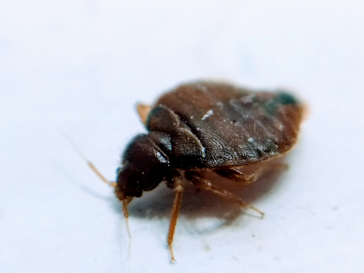 1908, 1908, A picture of bedbug on white background, iStock-1183995592.jpg, 363589, https://essentialys.com/wp-content/uploads/2021/02/iStock-1183995592.jpg, https://essentialys.com/lutte-prevention-insectes/la-punaise-de-lit/a-picture-of-bedbug-on-white-background/, , 6, , A picture of bedbug on white background, a-picture-of-bedbug-on-white-background, inherit, 1905, 2021-02-22 10:13:09, 2021-02-22 10:13:09, 0, image/jpeg, image, jpeg, https://essentialys.com/wp-includes/images/media/default.png, 1183, 887, Array
