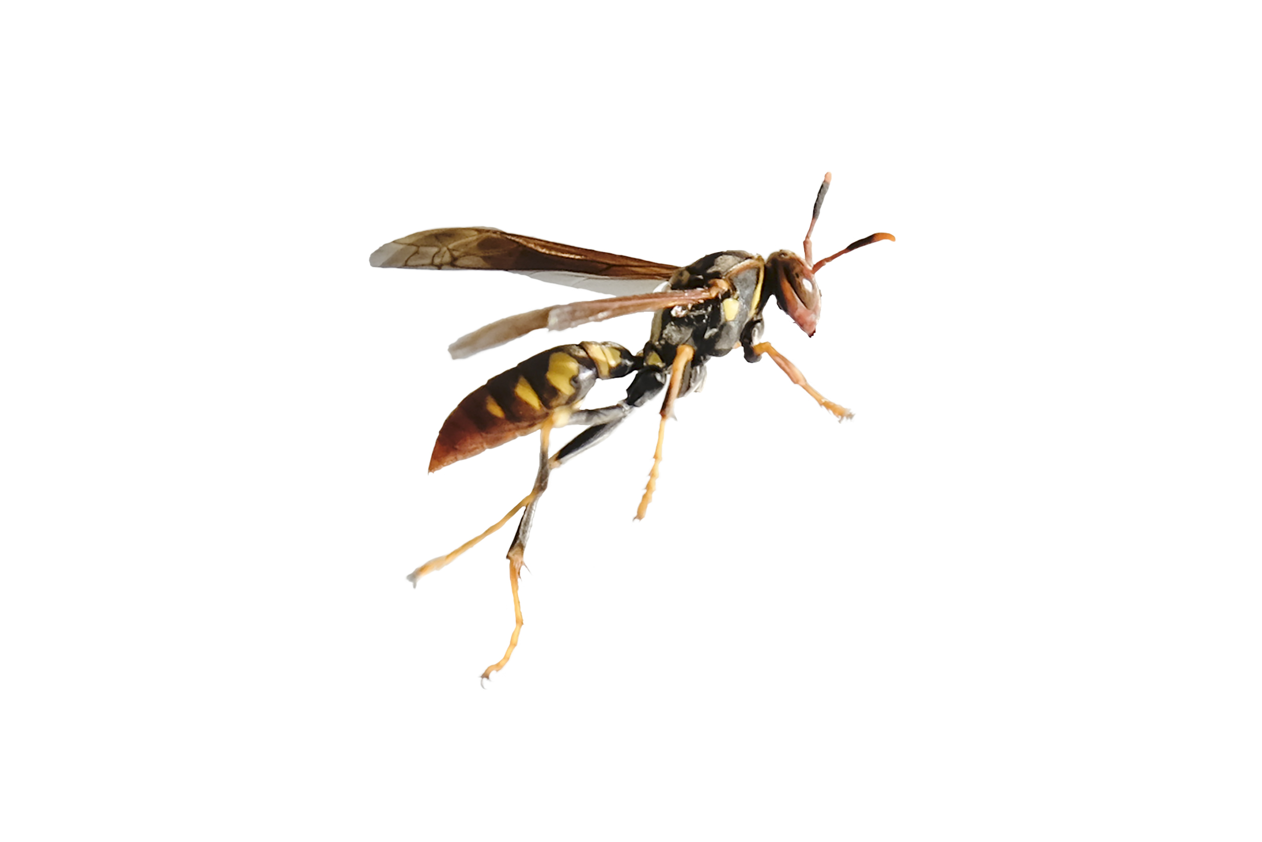 1857, 1857, Large Wasp (Hornet) On A White Background (Found In Northern Peru), iStock-1222676943.jpg, 256272, https://essentialys.com/wp-content/uploads/2021/02/iStock-1222676943.jpg, https://essentialys.com/lutte-prevention-insectes/la-guepe/large-wasp-hornet-on-a-white-background-found-in-northern-peru/, , 6, , Large Wasp (Hornet) On A White Background (Found In Northern Peru), large-wasp-hornet-on-a-white-background-found-in-northern-peru, inherit, 1856, 2021-02-22 09:11:39, 2021-02-22 09:11:39, 0, image/jpeg, image, jpeg, https://essentialys.com/wp-includes/images/media/default.png, 2473, 1650, Array