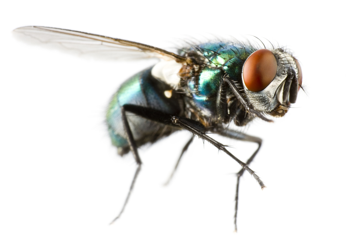 1835, 1835, Extreme close-up of a flying house fly, iStock-178147231.jpg, 233704, https://essentialys.com/wp-content/uploads/2021/02/iStock-178147231.jpg, https://essentialys.com/lutte-prevention-insectes/mouche/extreme-close-up-of-a-flying-house-fly/, , 6, , , extreme-close-up-of-a-flying-house-fly, inherit, 1832, 2021-02-19 14:38:28, 2021-02-24 07:58:45, 0, image/jpeg, image, jpeg, https://essentialys.com/wp-includes/images/media/default.png, 1208, 868, Array