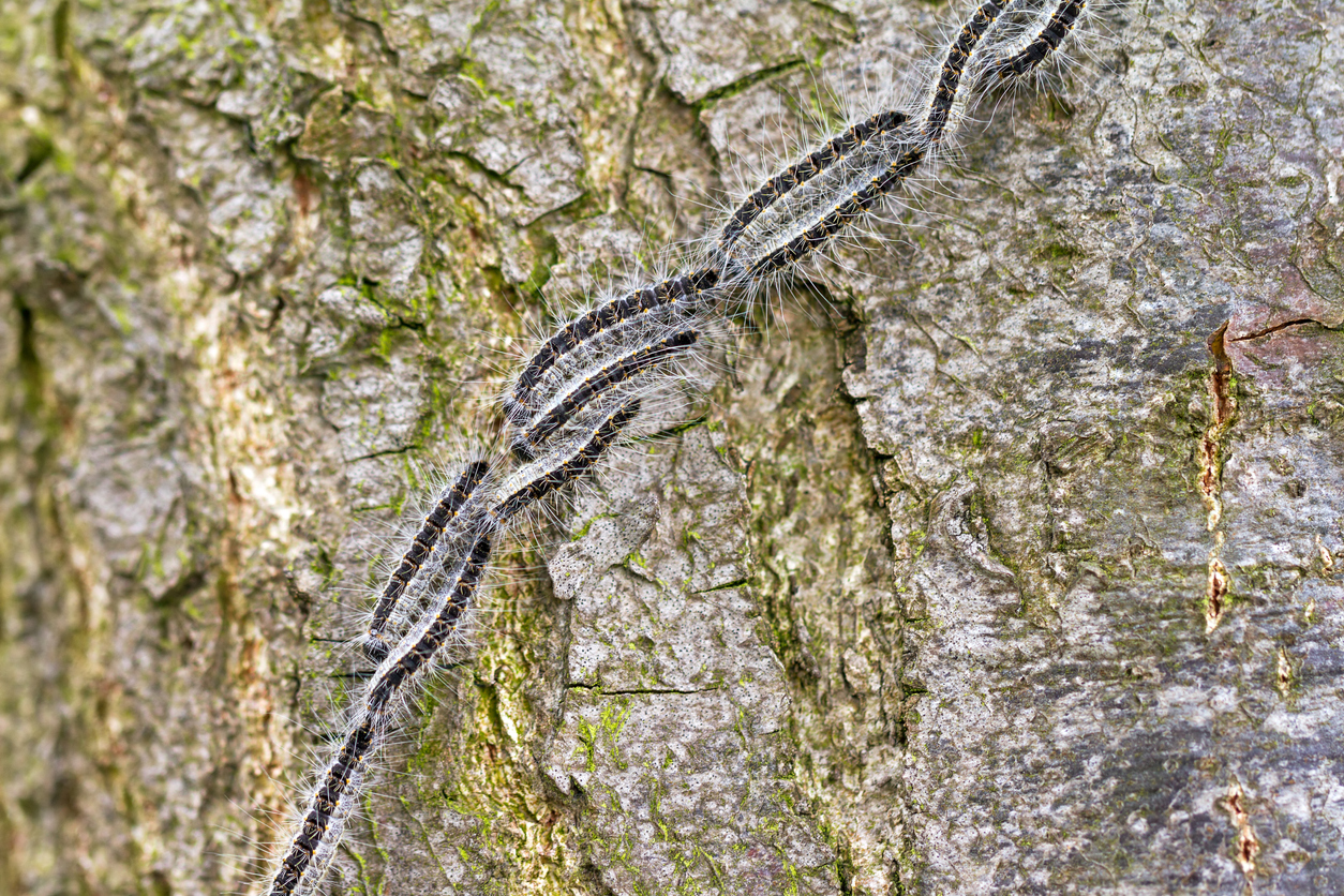 2150, 2150, Caterpillars tree, iStock-480370697.jpg, 1380594, https://essentialys.com/wp-content/uploads/2021/02/iStock-480370697.jpg, https://essentialys.com/biocontrole/caterpillars-tree/, , 6, , The Oak Processionary (Thaumetopoea processionea) caterpillars on the move on a tree in spring in the Netherlands., caterpillars-tree, inherit, 1659, 2021-02-25 10:44:42, 2021-02-25 10:44:42, 0, image/jpeg, image, jpeg, https://essentialys.com/wp-includes/images/media/default.png, 1254, 836, Array