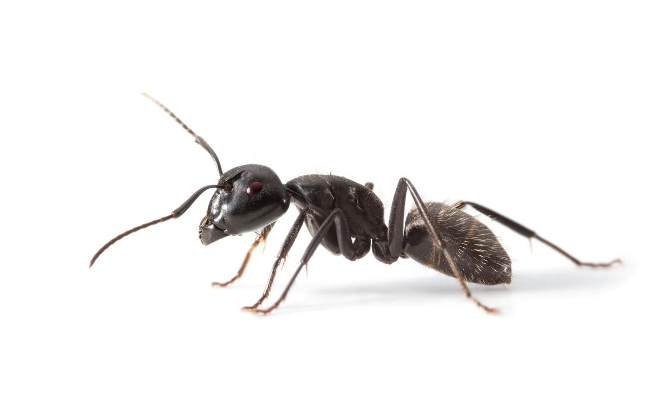 1889, 1889, Ant side view, iStock-485870965.jpg, 168153, https://essentialys.com/wp-content/uploads/2021/02/iStock-485870965.jpg, https://essentialys.com/lutte-prevention-insectes/la-fourmi/ant-side-view/, , 6, , Macro lateral view of ant standing over white background, ant-side-view, inherit, 1888, 2021-02-22 09:41:24, 2021-02-22 09:41:24, 0, image/jpeg, image, jpeg, https://essentialys.com/wp-includes/images/media/default.png, 1302, 806, Array