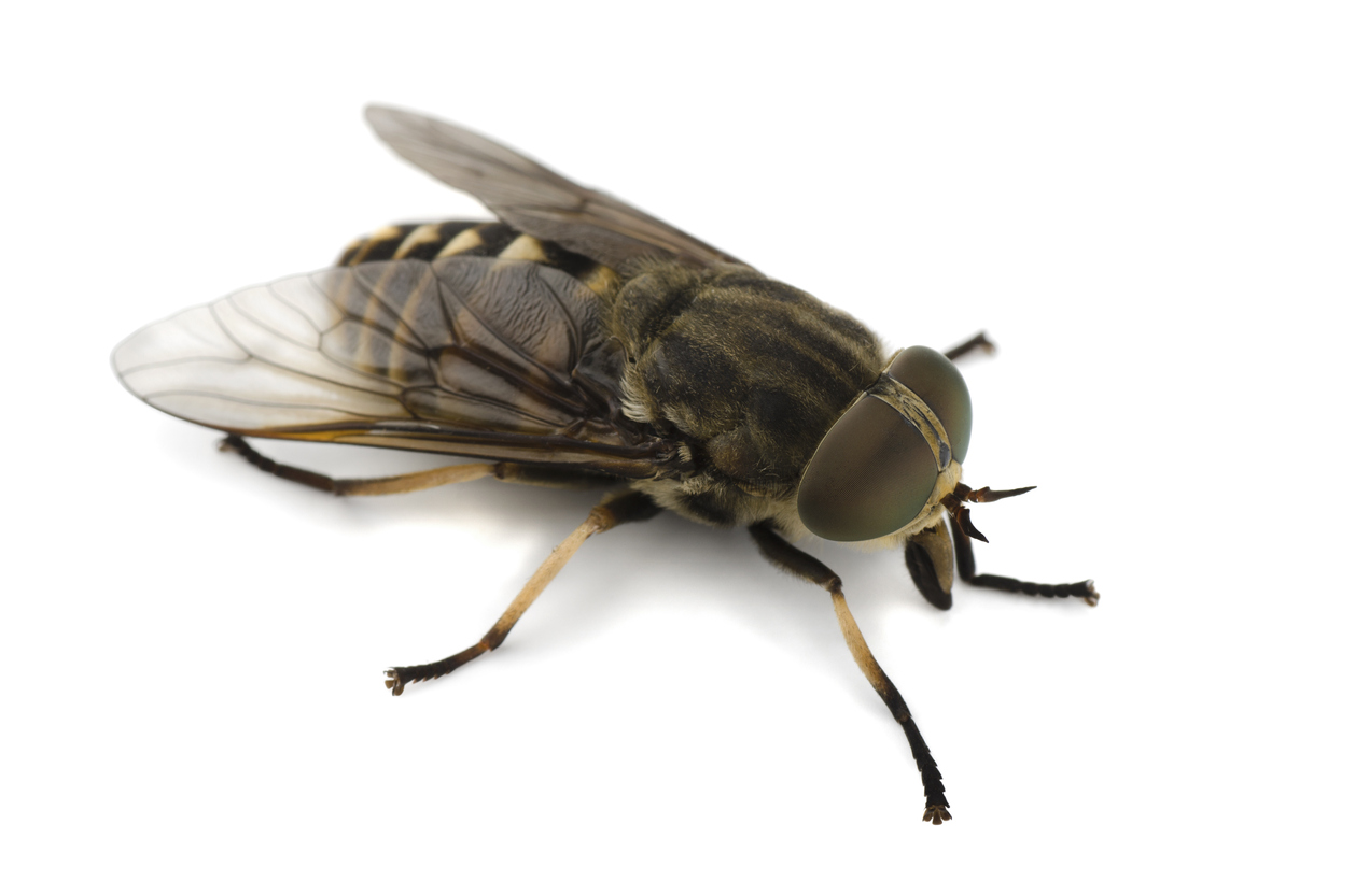 1863, 1863, Horsefly, iStock-507953621.jpg, 191301, https://essentialys.com/wp-content/uploads/2021/02/iStock-507953621.jpg, https://essentialys.com/lutte-prevention-insectes/le-taon/horsefly/, , 6, , Horsefly isolated on a white background, horsefly, inherit, 1862, 2021-02-22 09:15:29, 2021-02-22 09:15:29, 0, image/jpeg, image, jpeg, https://essentialys.com/wp-includes/images/media/default.png, 1258, 833, Array
