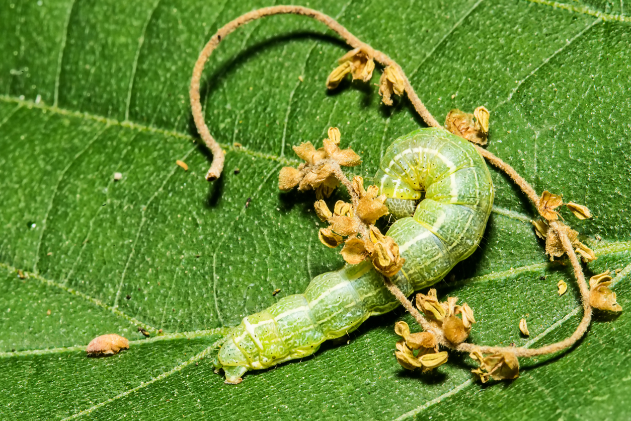 2160, 2160, The big green caterpillar on a leaf, iStock-954756054.jpg, 1046762, https://essentialys.com/wp-content/uploads/2021/02/iStock-954756054.jpg, https://essentialys.com/biocontrole/the-big-green-caterpillar-on-a-leaf/, , 6, , The big green caterpillar on a leaf, the-big-green-caterpillar-on-a-leaf, inherit, 1659, 2021-02-25 10:49:02, 2021-02-25 10:49:02, 0, image/jpeg, image, jpeg, https://essentialys.com/wp-includes/images/media/default.png, 1254, 836, Array