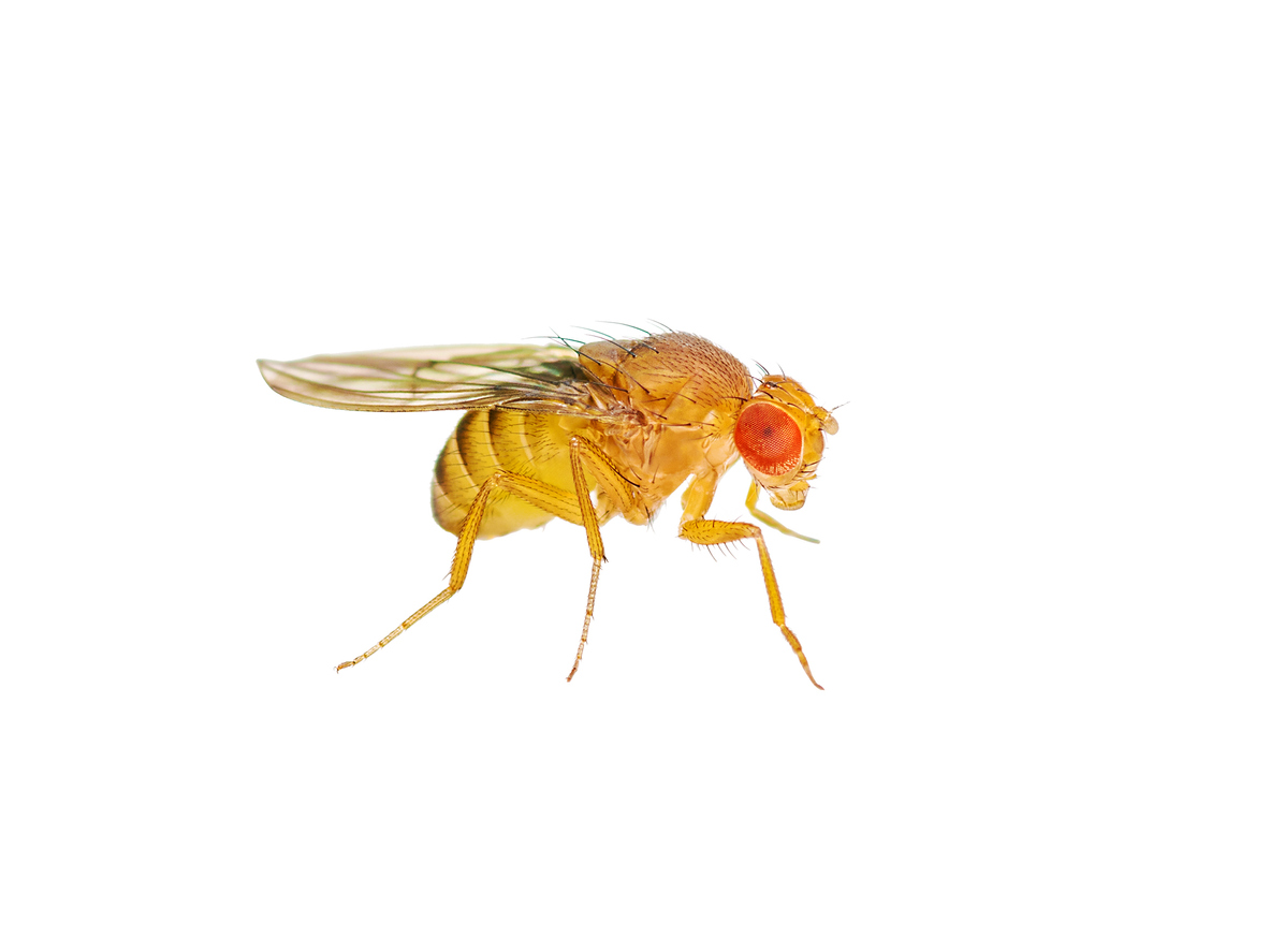 1849, 1849, Drosophila Fruit Fly Insect Isolated on White Background, iStock-958609216.jpg, 153131, https://essentialys.com/wp-content/uploads/2021/02/iStock-958609216.jpg, https://essentialys.com/lutte-prevention-insectes/mouche-a-fruit-drosophile/drosophila-fruit-fly-insect-isolated-on-white-background/, , 6, , Macro Photo of Drosophila Fruit Fly Insect Isolated on White Background, drosophila-fruit-fly-insect-isolated-on-white-background, inherit, 1848, 2021-02-19 14:57:49, 2021-02-19 14:57:49, 0, image/jpeg, image, jpeg, https://essentialys.com/wp-includes/images/media/default.png, 1183, 887, Array