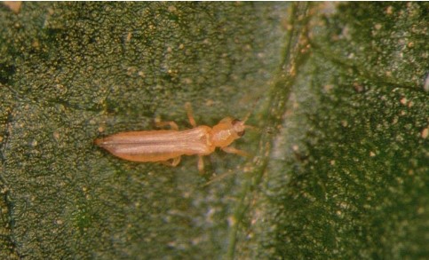 2178, 2178, thrips californiens, thrips-californiens.jpg, 52231, https://essentialys.com/wp-content/uploads/2021/02/thrips-californiens.jpg, https://essentialys.com/biocontrole/thrips-californiens/, , 6, , , thrips-californiens, inherit, 1659, 2021-02-25 14:23:44, 2021-02-25 14:23:44, 0, image/jpeg, image, jpeg, https://essentialys.com/wp-includes/images/media/default.png, 483, 293, Array